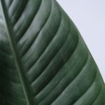 Vijgenboom Kopen: De Tropische Toevoeging voor jouw Tuin